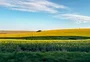 El Niño deve intensificar chuvas na primavera e acende alerta para trigo e canola no norte e noroeste do RS