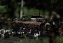 Zoológico de Sapucaia do Sul vai leiloar quase 200 animais
