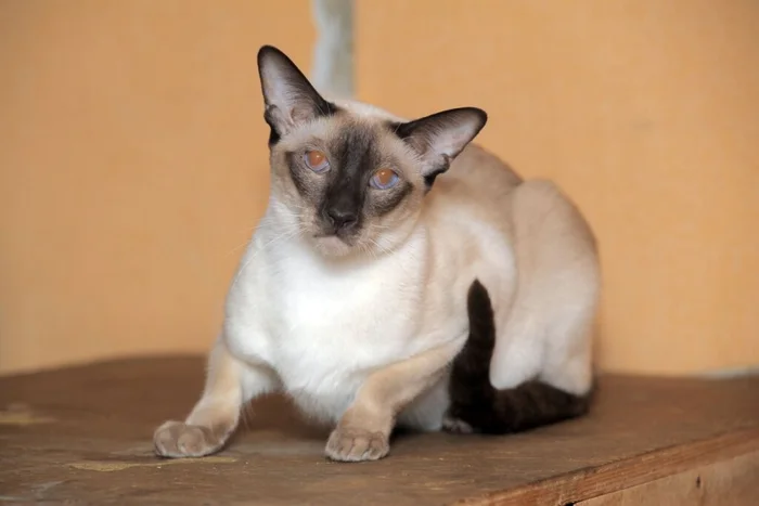 Anna Krivitskaya / Shutterstock | Portal EdiCase