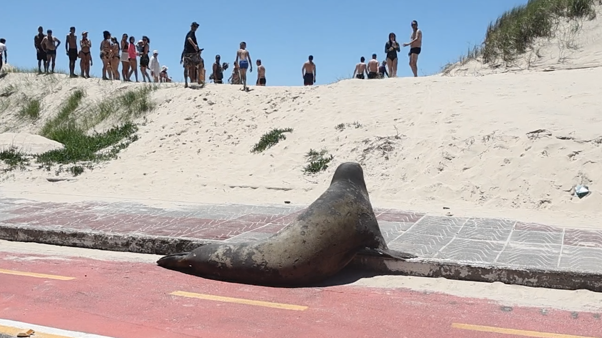 Elefante-marinho aparece na beira da praia em Tramanda&iacute;
