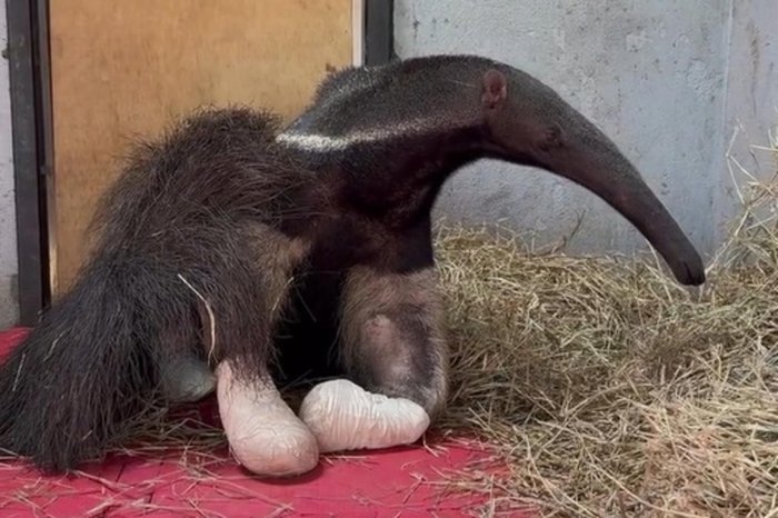 Fundação Jardim Zoológico de Brasília / Reprodução Fundação Jardim Zoológico de Brasília / Reprodução