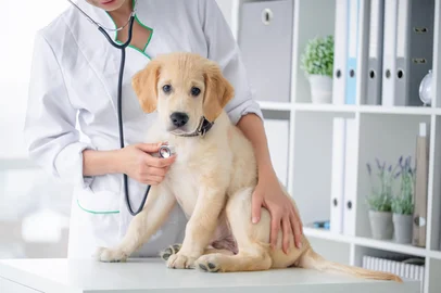 Examining of lovely dog by stethoscope in vet clinic Ievgen Skrypko / stock.adobe.com<!-- NICAID(15741617) -->
