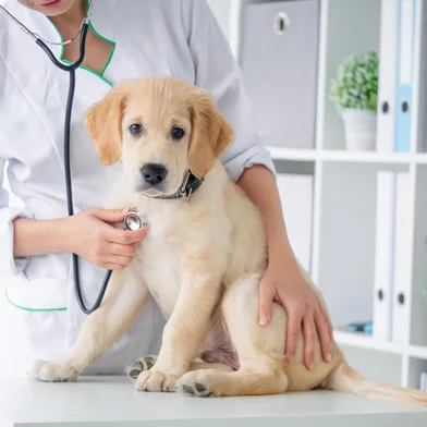 Examining of lovely dog by stethoscope in vet clinic Ievgen Skrypko / stock.adobe.com<!-- NICAID(15741617) -->