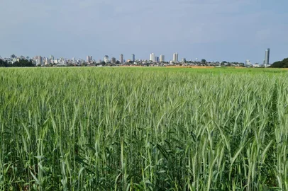 Trigo mais resistente e cevada ultraprecoce: conheça as novas variedades apresentadas pela Embrapa em Passo Fundo<!-- NICAID(15551488) -->