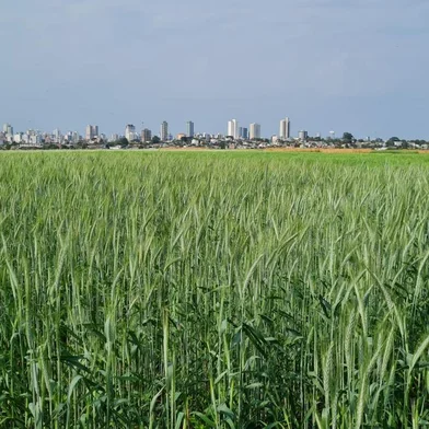 Trigo mais resistente e cevada ultraprecoce: conheça as novas variedades apresentadas pela Embrapa em Passo Fundo<!-- NICAID(15551488) -->