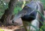 Zoológico de Sapucaia do Sul recebe fêmea de tamanduá-bandeira