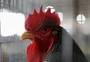 Em ensaio inusitado, fotojornalista multipremiado capta "a poesia nas plumagens das aves" da Expointer