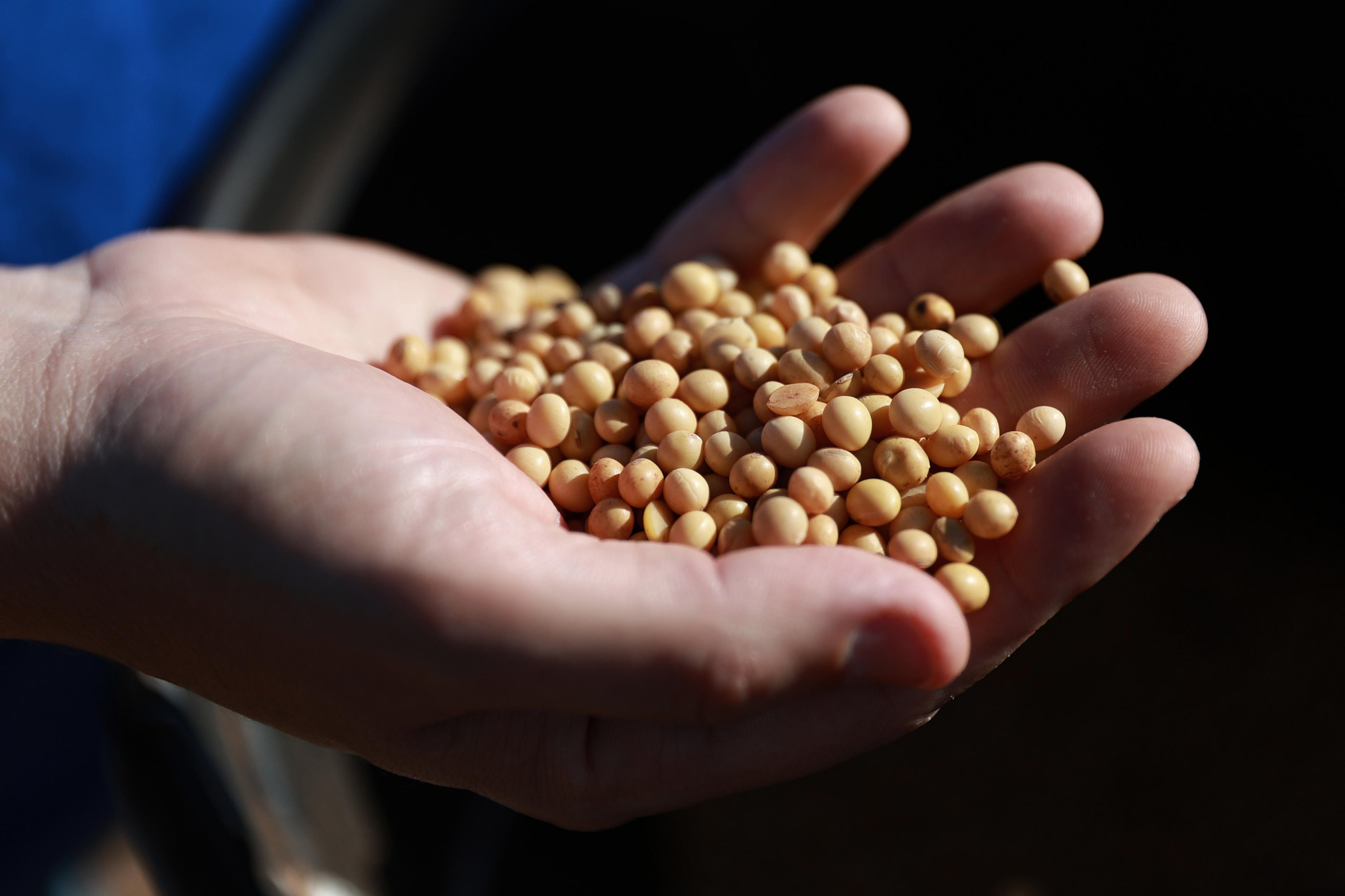 Liminar suspende a cobran&ccedil;a de royalties em a&ccedil;&atilde;o de tr&ecirc;s produtores do RS; entenda o caso