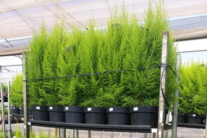 Arlindo Möller / Arquivo pessoal Arlindo Möller / Arquivo pessoal