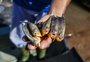 Ibama e pesquisadores confirmam presença de palometas nas águas do Guaíba, em Porto Alegre