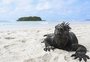 El Niño representa a maior ameaça em décadas para espécies vulneráveis em Galápagos