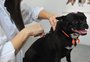 Atendimento veterinário gratuito: onde e como ter acesso em Passo Fundo
