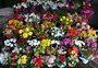 Entre rosas e baixas temperaturas, Dia dos Namorados aquece mercado de flores no RS