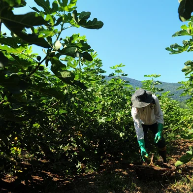 NOVA PETRÓPOLIS, RS, BRASIL, 25/01/2023. A reportagem visitou famílias que cultivam figo em Nova Petrópolis. Na foto, colheita de figo na Linha Temerária. (Bruno Todeschini/Agência RBS)Indexador: BTK<!-- NICAID(15331005) -->