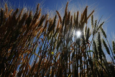 CAXIAS DO SUL, RS, BRASIL, 25/11/2022. A reportagem foi até a localidade de Vila Oliva, no interior de Caxias do Sul, para conhecer uma propriedade que trabalha com o plantio de trigo. (Bruno Todeschini/Agência RBS)<!-- NICAID(15276588) -->