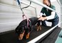 Inteligência artificial desenvolvida em Pelotas pretende agilizar exames de cães e gatos