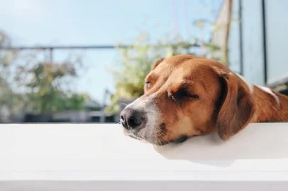 Dog sleeping with head propped up, enjoying the patio on summer day. Funny or odd sleeping position in a save environment or protect dogs from summer heat. Female harrier mix dog. Selective focus.Local: VancouverIndexador: Petra RichliFonte: 624479320<!-- NICAID(15646351) -->