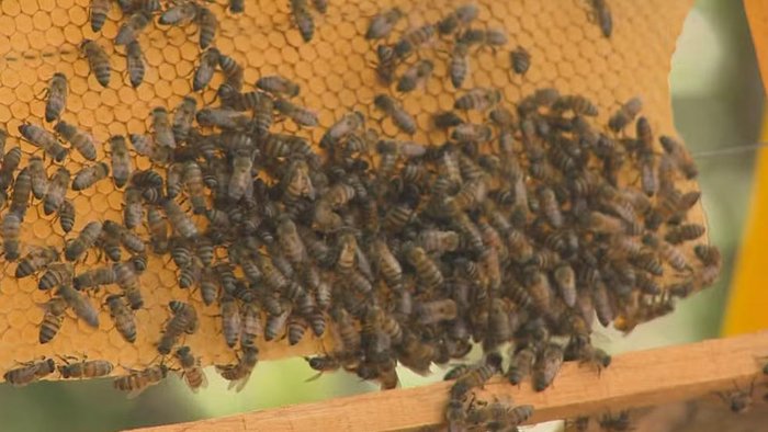 Reprodução / RBSTV