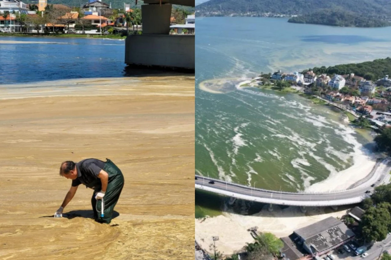 Instituto do Meio Ambiente do Estado de Santa Catarina/Divulgação