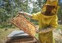 O lado mais doce da praia: como são as produções de banana, pitaia, abacaxi e mel no Litoral Norte