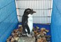 Pinguim de espécie rara é encontrado em São José do Norte, no sul do Estado