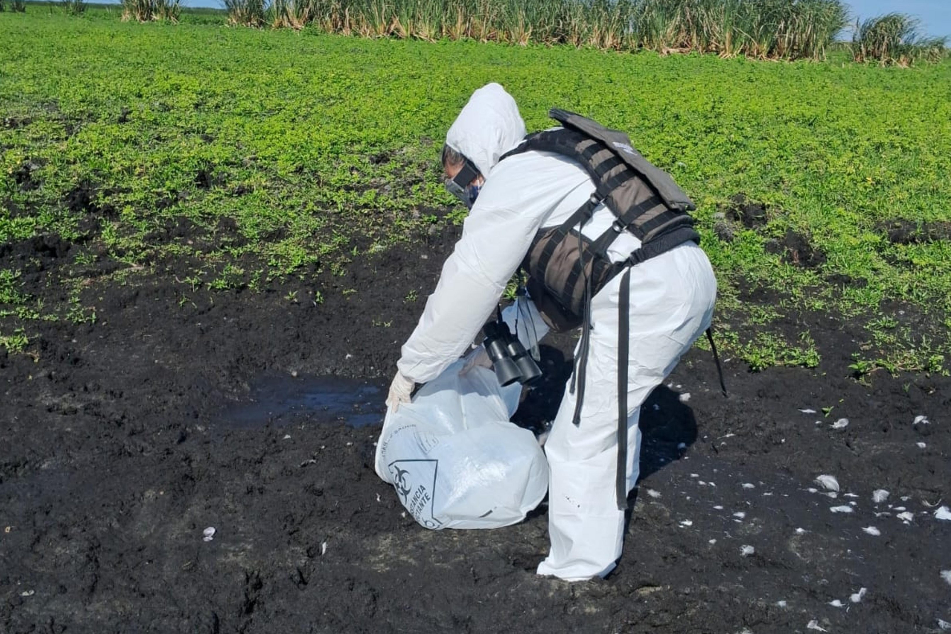 Esta&ccedil;&atilde;o Ecol&oacute;gica do Taim &eacute; fechada ap&oacute;s confirma&ccedil;&atilde;o de caso de gripe avi&aacute;ria