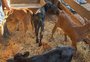 Vaca dá à luz bezerros quádruplos: "Caso é raríssimo", diz veterinário