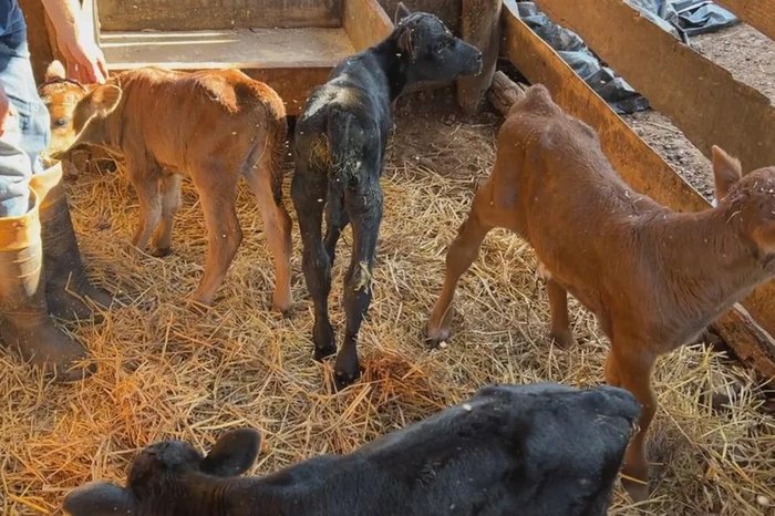 Reprodução RBSTV / Divulgação