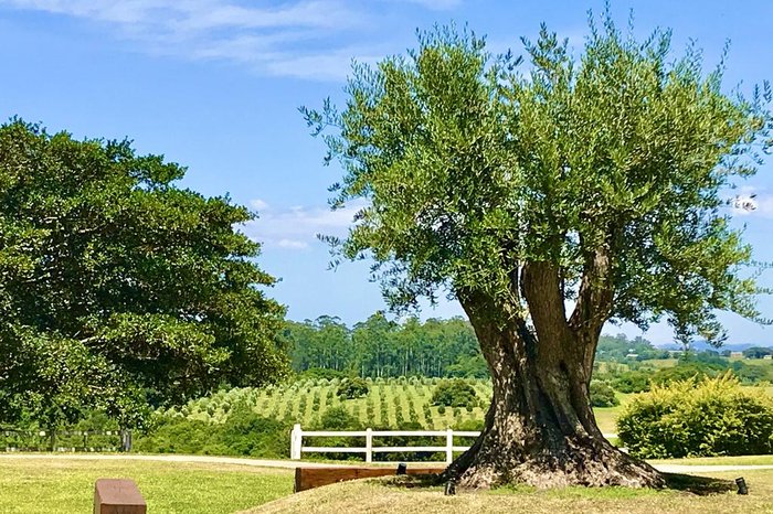 Estância das Oliveiras / Divulgação Estância das Oliveiras / Divulgação
