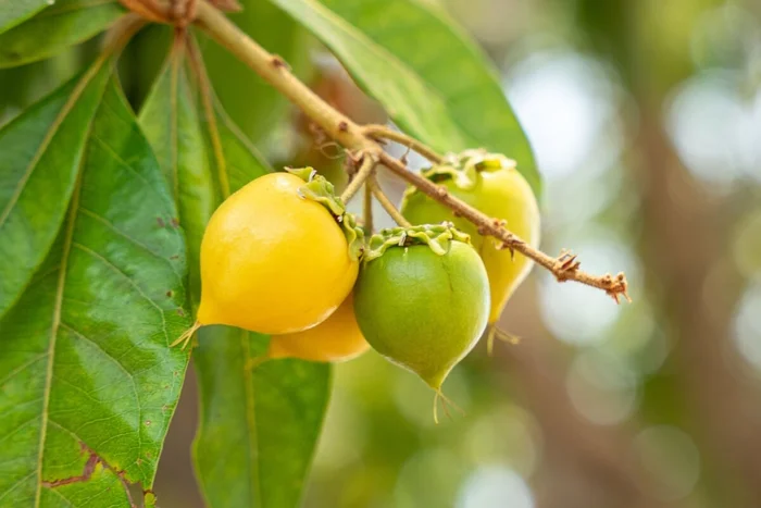 JRomero04 / Shutterstock | Portal EdiCase JRomero04 / Shutterstock | Portal EdiCase