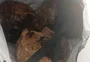 Três crânios são encontrados com paciente de Caps em Taquara