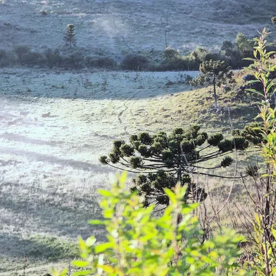 A Serra Catarinense amanheceu sob um cenário atípico nesta quinta-feira, 27 de dezembro, com os campos cobertos por uma fina camada de gelo, em pleno verão. Enquanto o Brasil enfrenta as altas temperaturas características da estação, o clima frio persiste e surpreende na região serrana de Santa Catarina.<!-- NICAID(15943174) -->