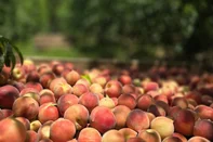 Sebrae prepara produtores da Serra para exportação de frutas em dois projetos de qualificação.<!-- NICAID(16170510) -->