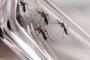 Mosquitos Aedes aegypti no LaboratÃ³rio de Mosquitos Transmissores de HematozoÃ¡riosLocal: Rio de JaneiroIndexador: Rodrigo MÃ©xas e Raquel PortugalFonte: Fiocruz Imagens<!-- NICAID(12645859) -->