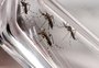 Proliferação do mosquito que transmite a dengue requer mais ação em Caxias