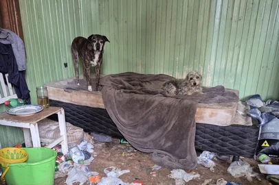 Três cães são apreendidos após morte de tutora em Caxias do Sul; saiba quais são as responsabilidades dos herdeiros<!-- NICAID(16382946) -->