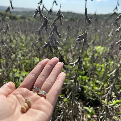 Com 10% da área de soja a ser colhida no município, Emater de Jóia estima perdas de mais de R$ 50 milhões na cultura<!-- NICAID(15758413) -->