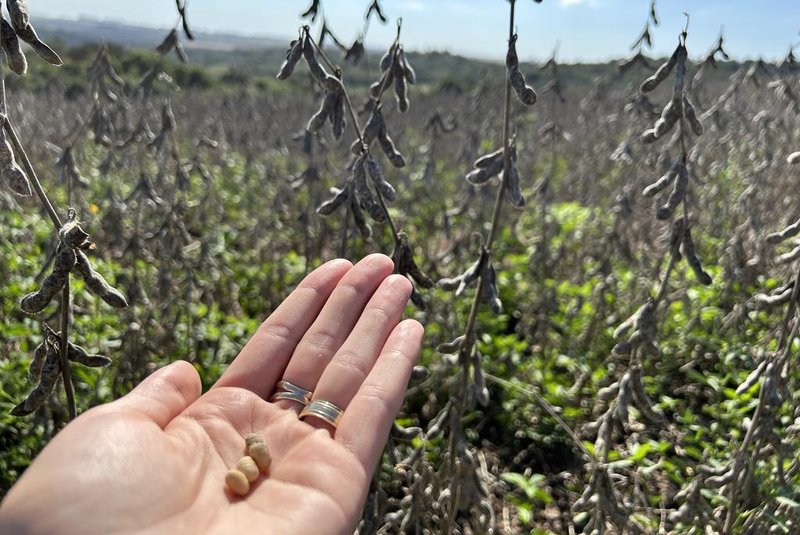 Com 10% da área de soja a ser colhida no município, Emater de Jóia estima perdas de mais de R$ 50 milhões na cultura<!-- NICAID(15758413) -->