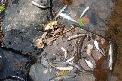 Um fiscal da Associação Rio-grandense de Proteção aos Animais (Arpa) flagrou um crime ambiental na tarde desta segunda-feira (26), em Bento Gonçalves. Ele recebeu denúncias sobre a morte de peixes no Arroio Quarenta, na localidade de 40 da Graciema, no Vale dos Vinhedos, no interior do município. <!-- NICAID(15305693) -->
