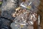 Um fiscal da Associação Rio-grandense de Proteção aos Animais (Arpa) flagrou um crime ambiental na tarde desta segunda-feira (26), em Bento Gonçalves. Ele recebeu denúncias sobre a morte de peixes no Arroio Quarenta, na localidade de 40 da Graciema, no Vale dos Vinhedos, no interior do município. <!-- NICAID(15305693) -->