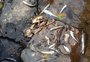 Peixes morrem em arroio onde havia embalagens de agrotóxicos no interior de Bento Gonçalves