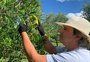 Advogado com pomar de oliveiras espera produzir 4 mil garrafas de azeite gaúcho em 2022