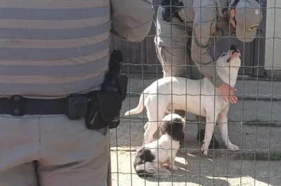 Apreensão suspeita maus-tratos pitbull Imbé<!-- NICAID(15875087) -->