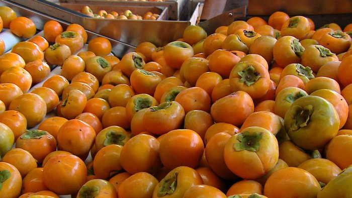 De acordo com a Emater, a expectativa é que a produção deste ano na Serra resulte em 20 mil toneladas da fruta 