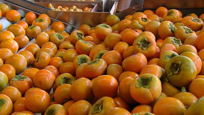 De acordo com a Emater, a expectativa é que a produção deste ano na Serra resulte em 20 mil toneladas da fruta
