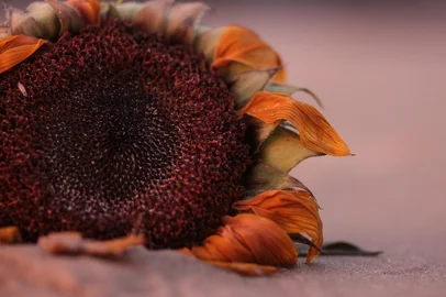 TORRES,  RS, BRASIL, 06-02-2026: Aquilo que a praia não mostra. Um ensaio macro sobre detalhes quase invisíveis que sustentam a vida entre a areia, as dunas e os morros de Torres.<!-- NICAID(16220052) -->