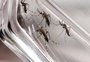 Passo Fundo tem a menor incidência de dengue dos últimos três anos