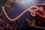 Microscopic view of the ebola virusFonte: 68744456<!-- NICAID(15210944) -->
