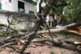 Temporal causa queda de árvores e alagamentos em Porto Alegre<!-- NICAID(15652409) -->
