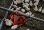 Suspensão de 11 frigoríficos de frango do Brasil pela Arábia Saudita traz preocupação